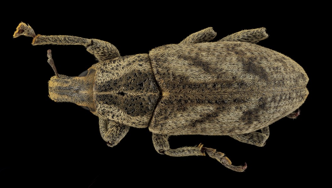 Cleonus piger, U, Back, Lake Michigan 2014-01-17-10.59.26 ZS PMax