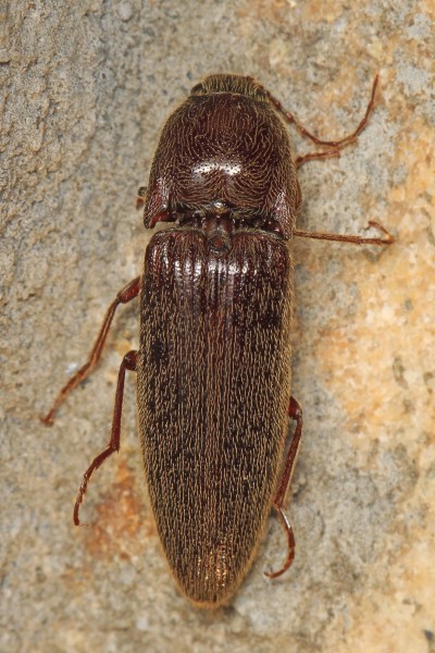 Click Beetle - Melantous species, Lostland Run Road, Garrett County, Maryland