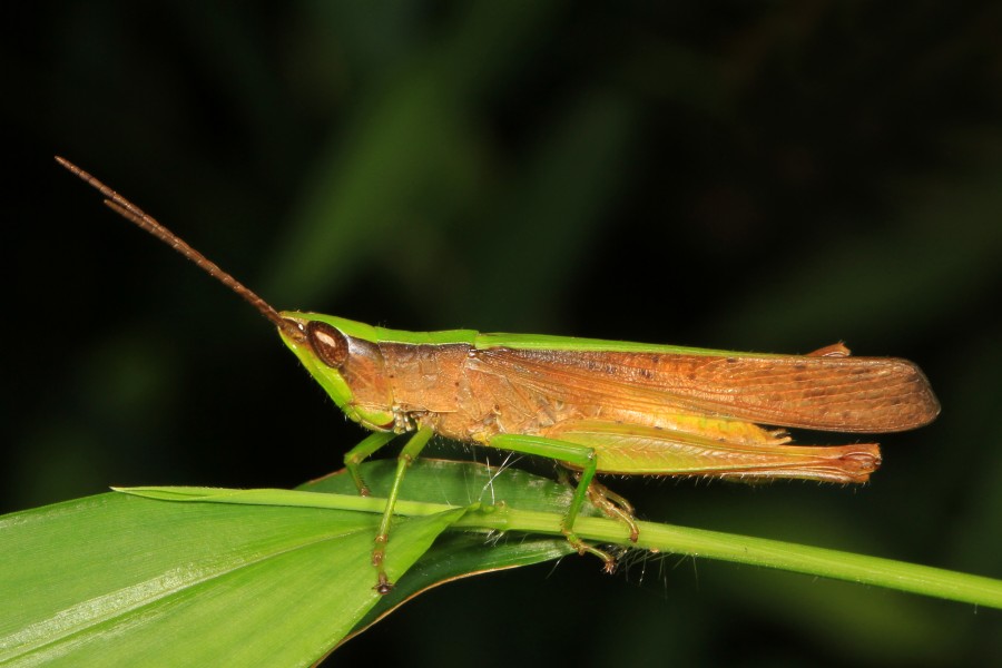 Clip-wing Grasshopper - Metaleptea brevicornis, Julie Metz Wetlands, Woodbridge, Virginia