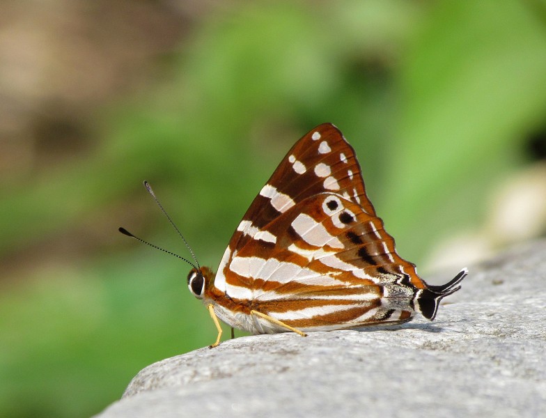 Close wing position of Dodona egeon Westwood, 1851 – Orange Punch