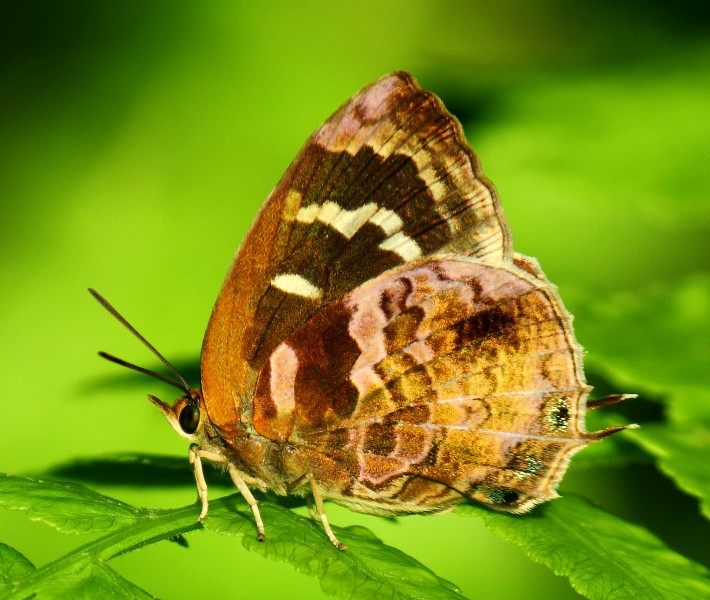 Close wing position of Flos asoka, de Nicéville, 1883 – Spangled Plushblue WLB