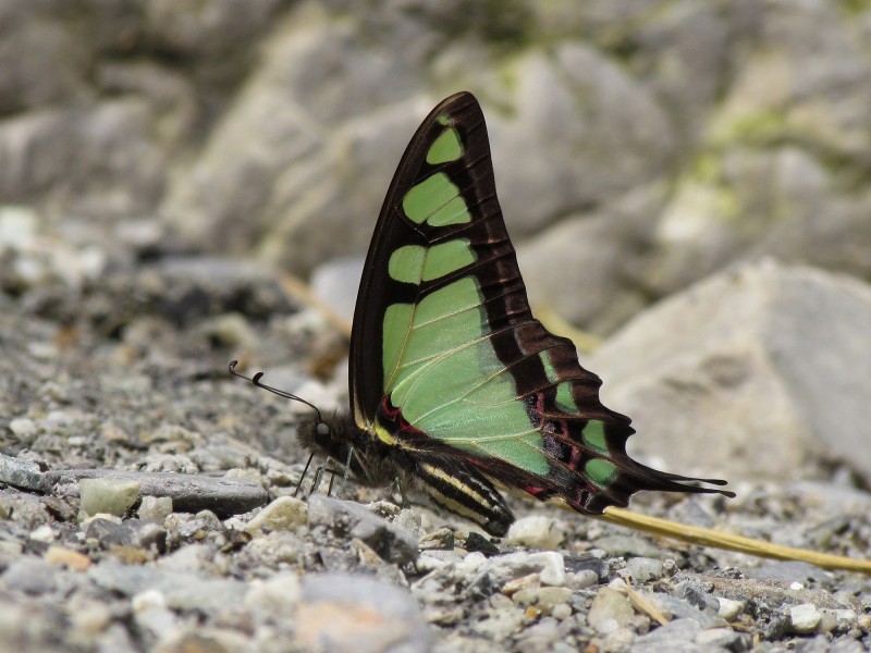 Close wing position of Graphium cloanthus Westwood, 1841 – Glassy Bluebottle