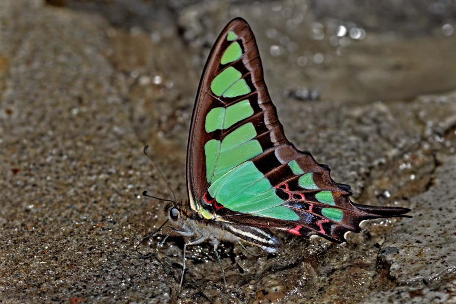 Close wing position of Graphium cloanthus Westwood, 1841 – Glassy Bluebottle WLB DSC 4392