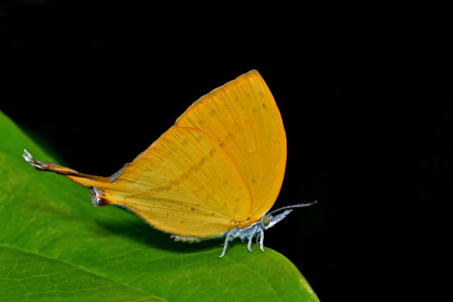 Close wing position of Loxura atymnus Stoll, 1780 – Yamfly