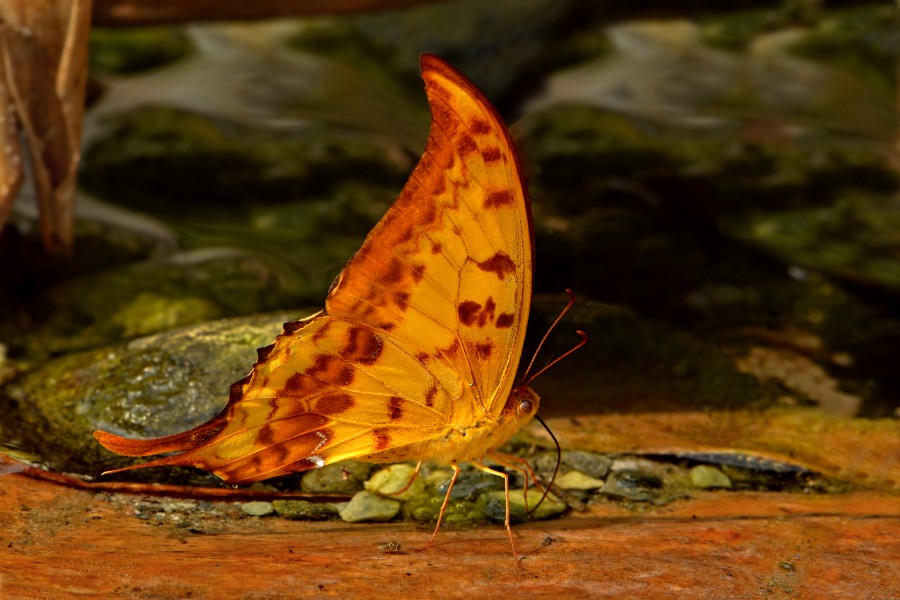 Close wing position of Male Meandrusa payeni Boisduval, 1836 – Yellow Gorgon WLB DSC 8826 