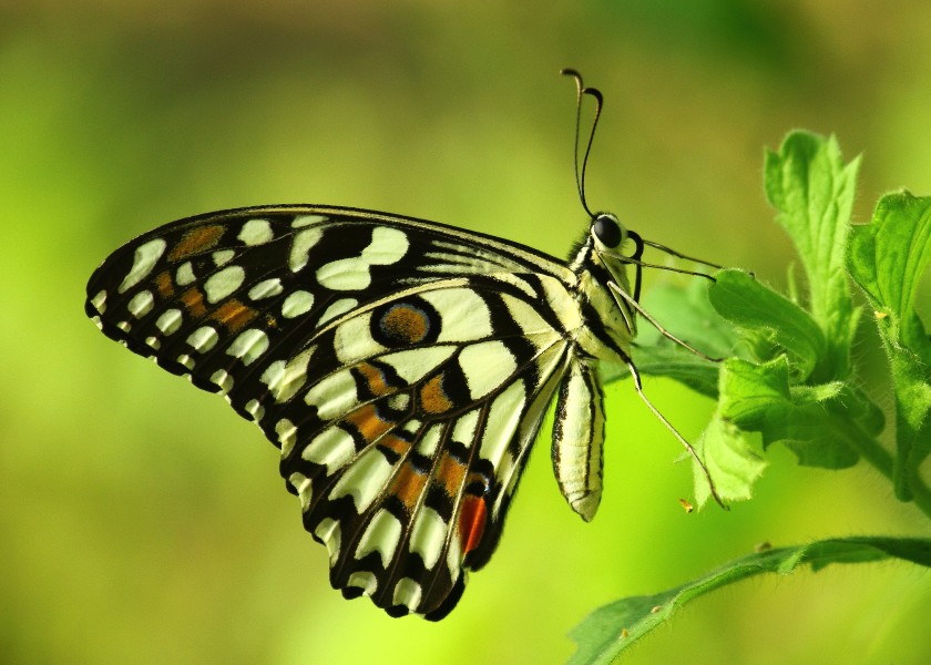 Close wing position of Papilio demoleus, Linnaeus, 1758 – Lime Butterfly WLB