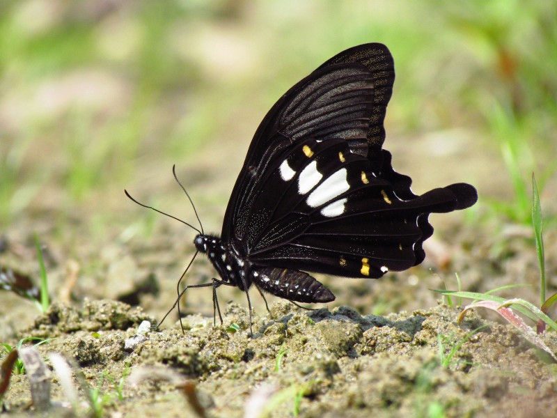 Close wing position of Papilio nephelus Boisduval, 1836 – Yellow Helen