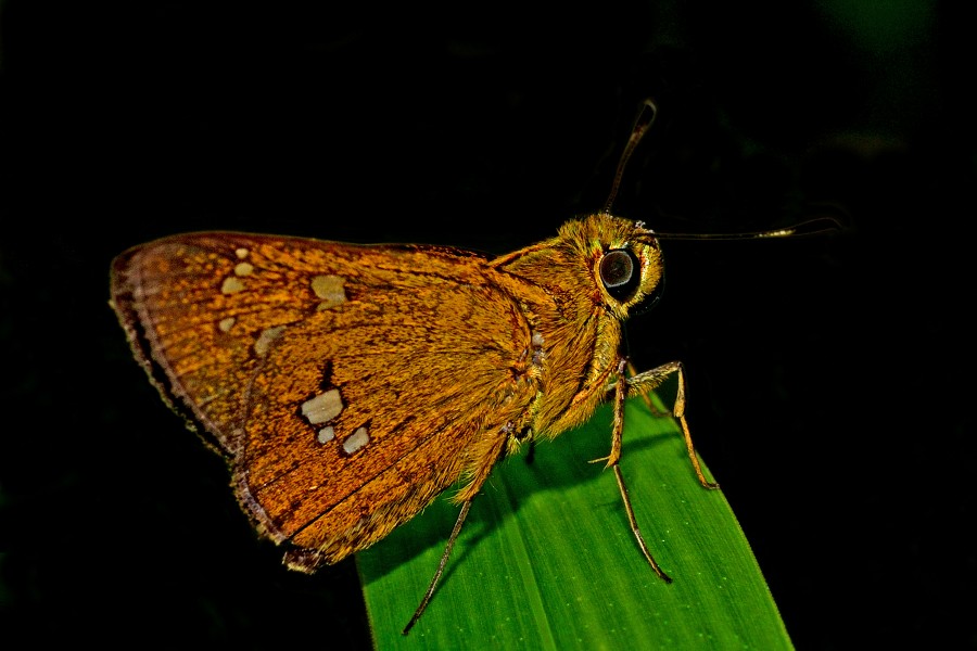 Close wing position of Polytremis eltola Hewitson, 1869 – Yellow-spot Swift WLB DSC 4024