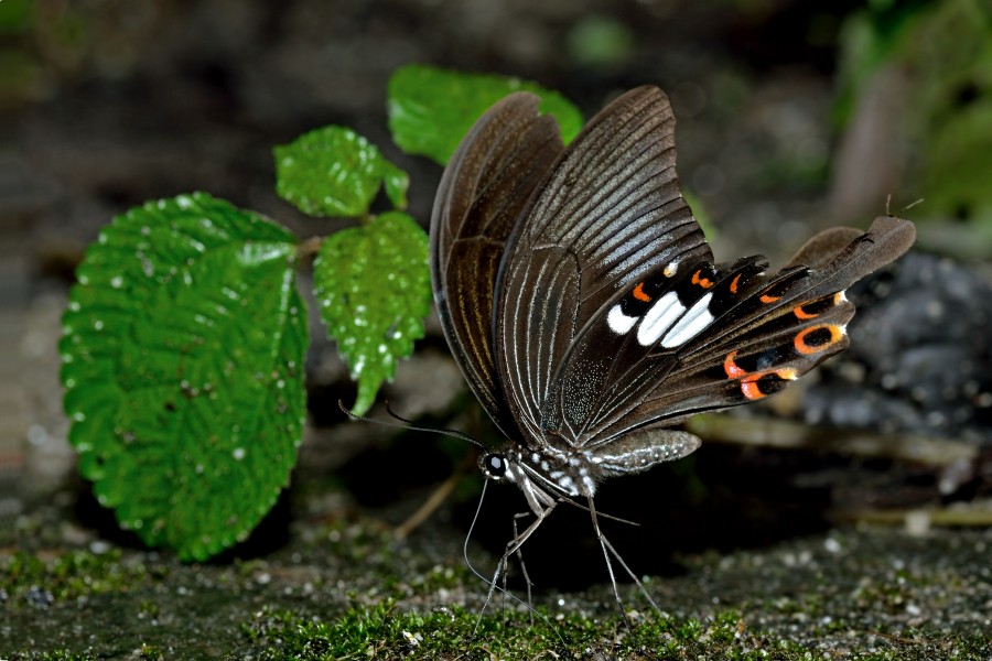 Close wing position of wing position of Papilio helenus Linnaeus, 1758 – Red Helen WLB DSC 4252