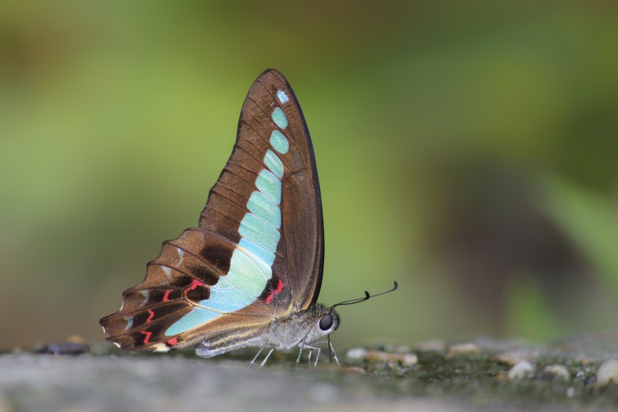 Close wing posture mud-puddle of Graphium sarpedon Linnaeus, 1758 – Common Bluebottle Butterflies of Pakke - 20