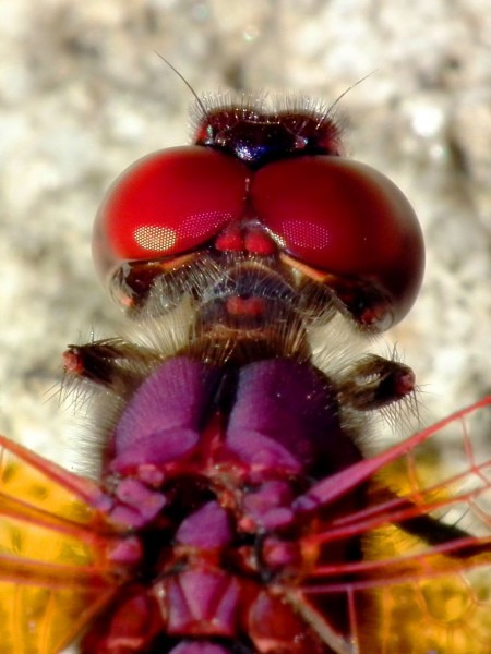 Closer Look (4948154299)