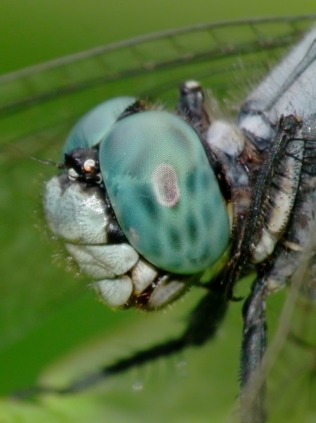 Closer Look (5958959295)