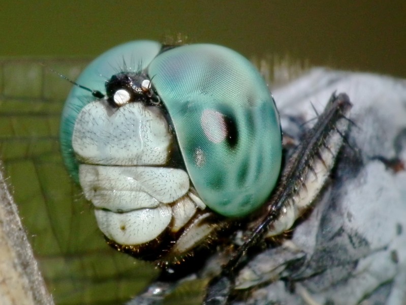 Closer Look (5959521590)