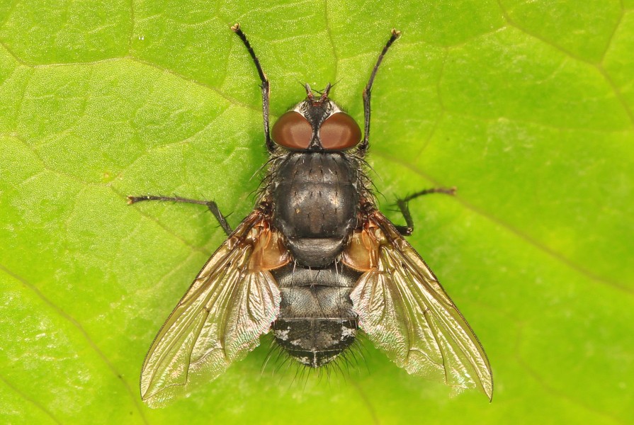 Cluster Fly - Pollenia species, Jones Preserve, Washington, Virginia