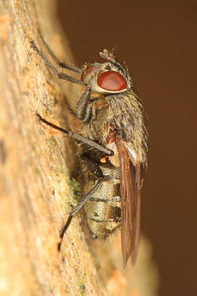 Cluster Fly - Pollenia species, Leesylvania State Park, Woodbridge, Virginia