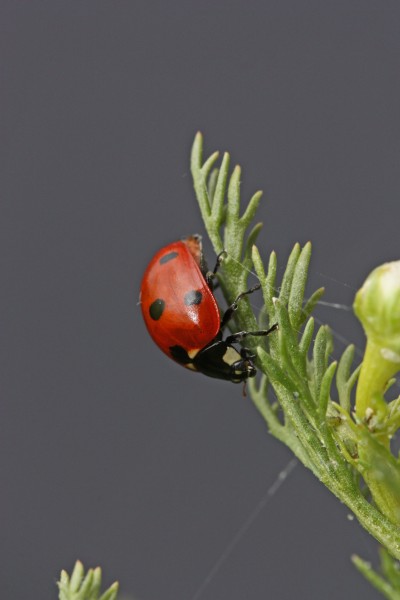 Coccinella septempunctata 7822