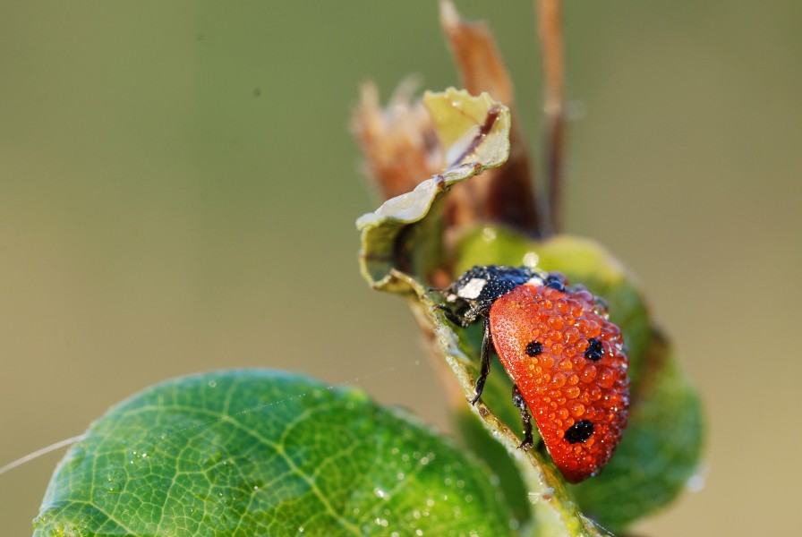 Coccinella septempunctata (5030834443)