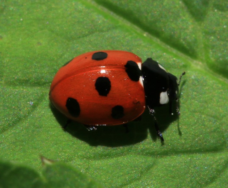 Coccinella septempunctata (7-spot ladybird) - Flickr - S. Rae (1)