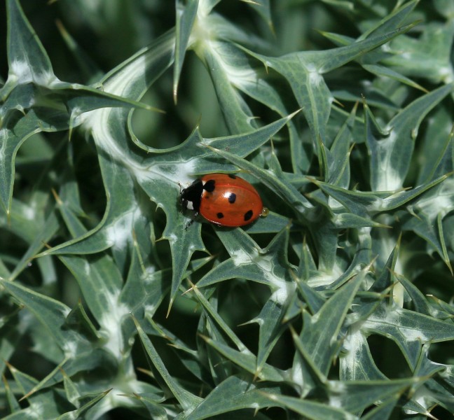 Coccinella septempunctata - Flickr - S. Rae (1)