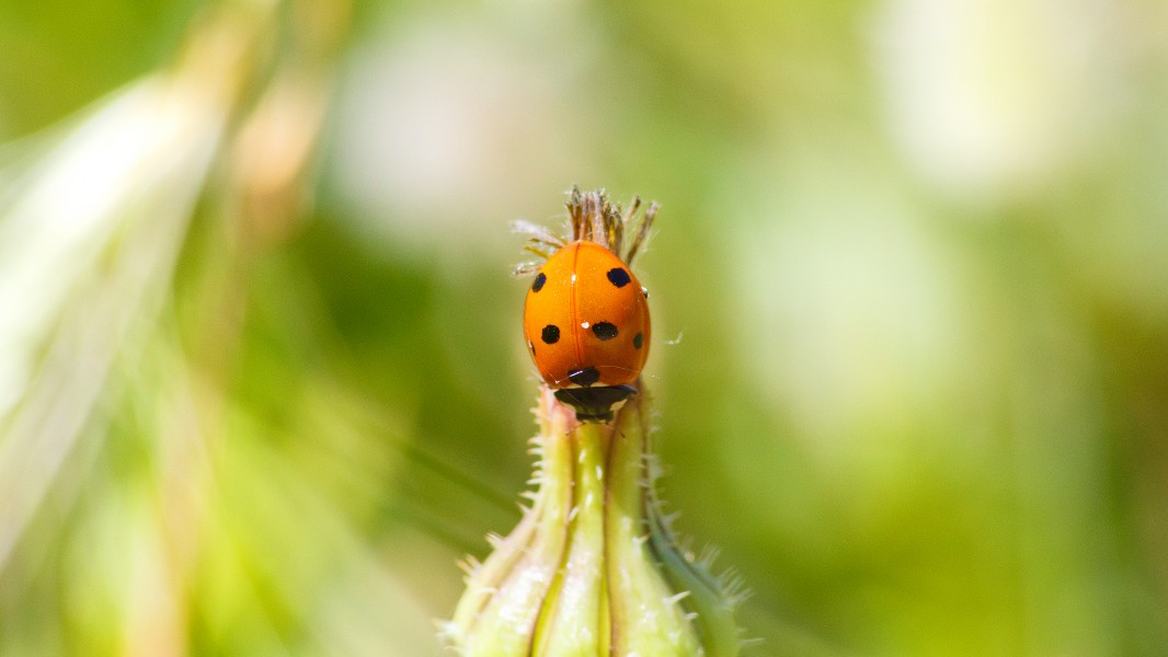 Coccinelle à 7 points (17834482625)