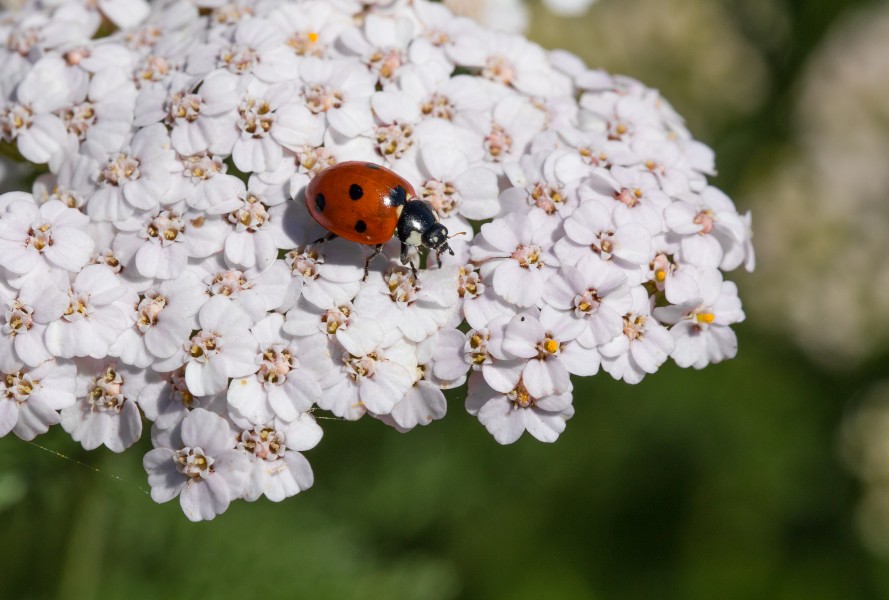 Coccinelle Achillée