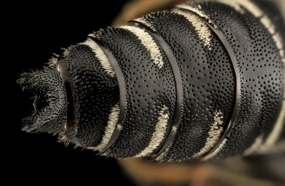Coelioxys hunteri, M, abdomen posterior, MD, Cecil County 2013-08-08-14.05.37 ZS PMax (11346823624)