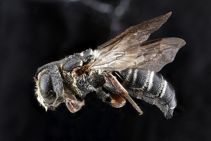 Coelioxys hunteri m
