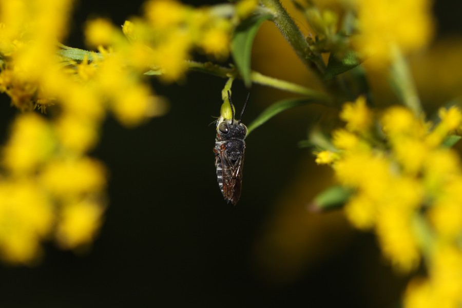 Coelioxys octodentata, Julie Metz Wetlands, Woodbridge, Virginia - 6009131570