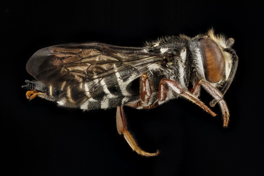 Coelioxys vigilans m1