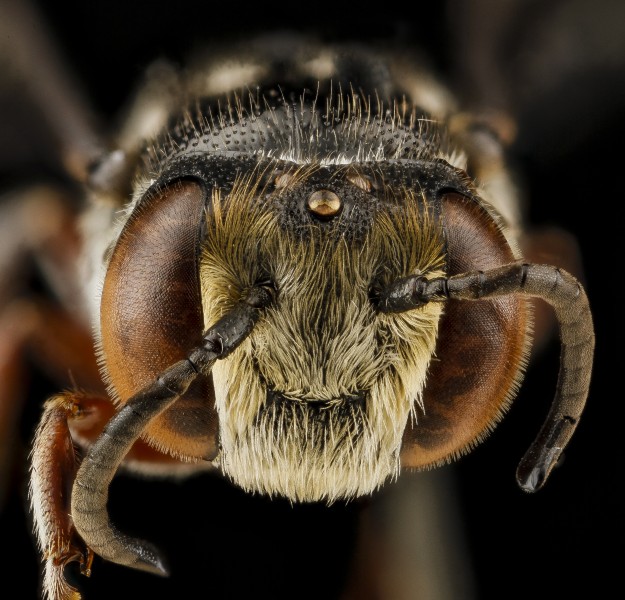 Coelioxys vigilans m face