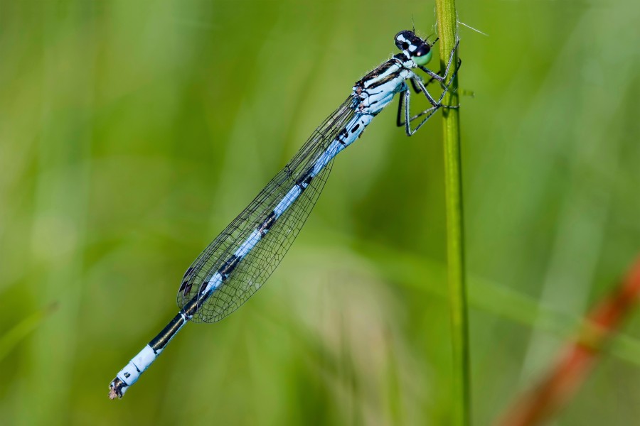 Coenagrion hastulatum 3(loz)