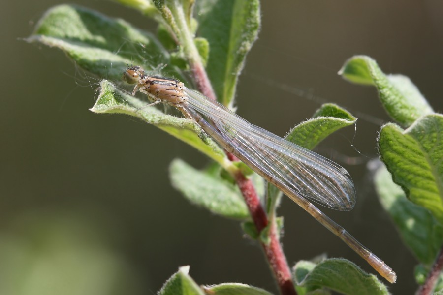 Coenagrion puella 1(loz)
