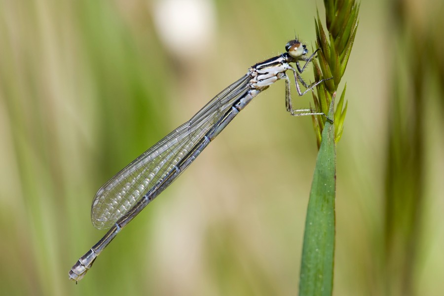Coenagrion puella 5(loz)