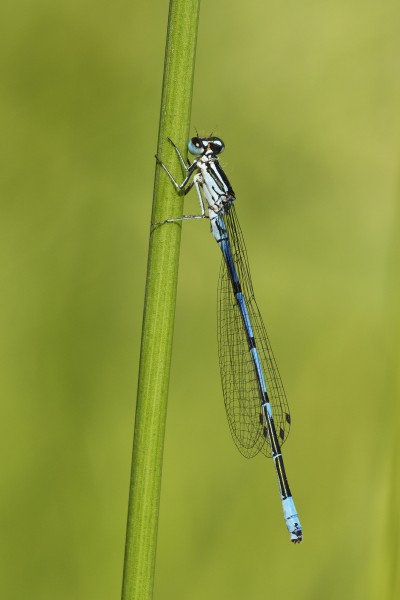 Coenagrion puella LC0358