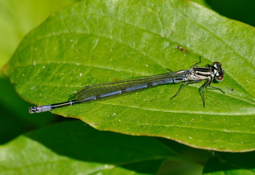 Coenagrion puella qtl1