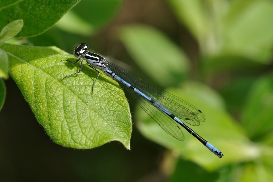 Coenagrion puella qtl2