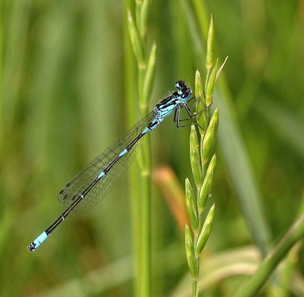 Coenagrion pulchellum 3