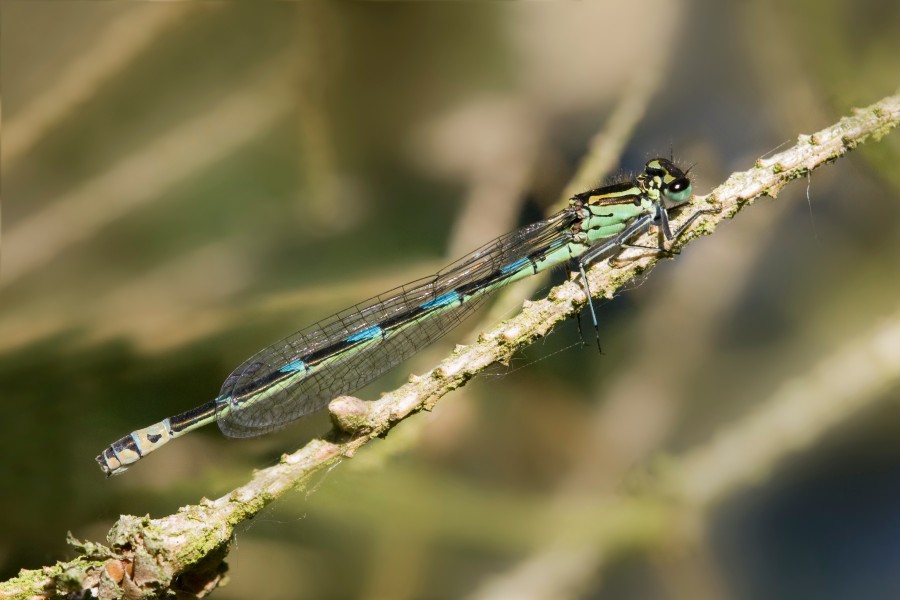 Coenagrion pulchellum 4(loz)