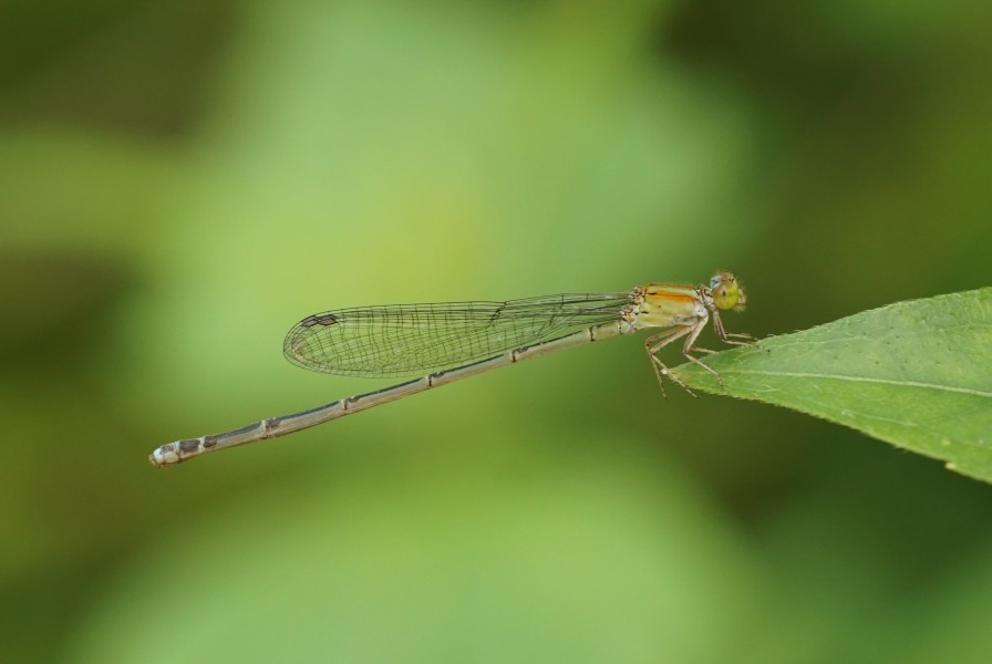 Coenagrionidae 03707