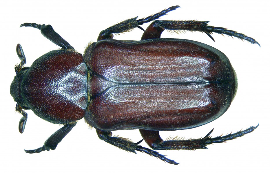 Coenochilus turbatus Westwood, 1874 (2984391472)