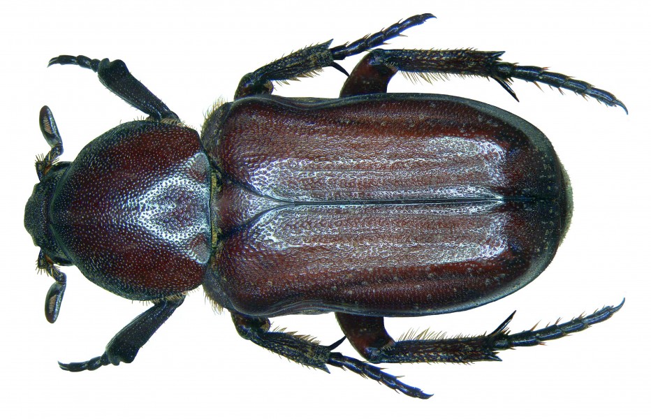Coenochilus turbatus Westwood, 1874 (2984391472) (2)