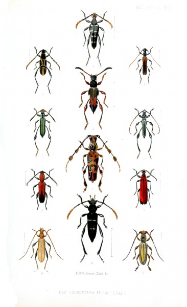 Coleoptera1RobinsonPZSL1866