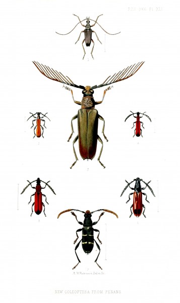 Coleoptera2RobinsonPZSL1866