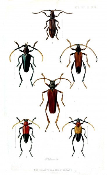 Coleoptera3RobinsonPZSL1866
