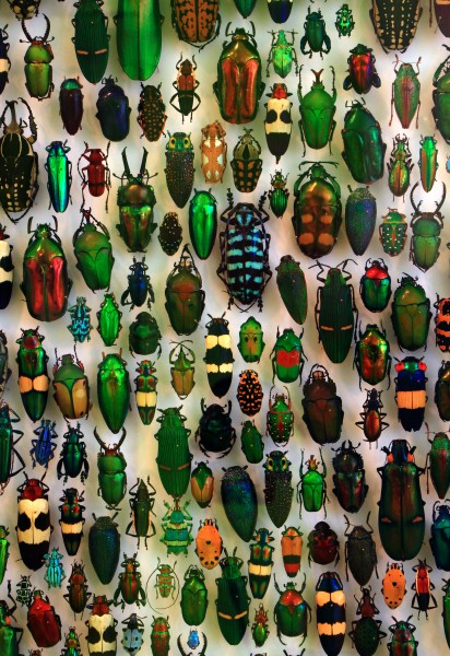 Coleoptera SMNK