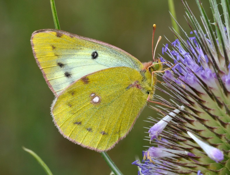 Colias hyale qtl1