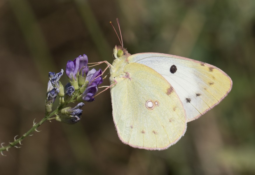 Colias sareptensis - Güzel azamet 05