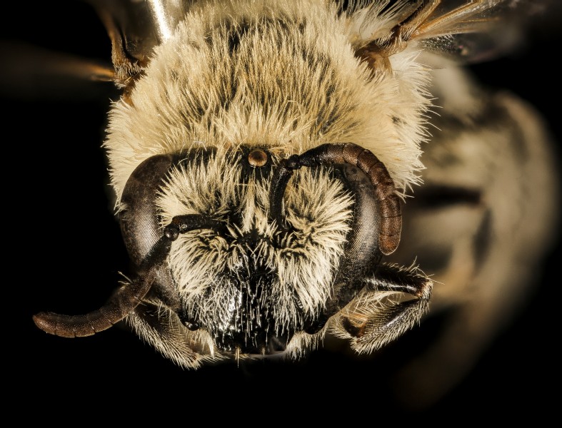Colletes phaceliae, f, face, Pennington Co, South Dakota 2015-12-01-12.23 (24435096930)