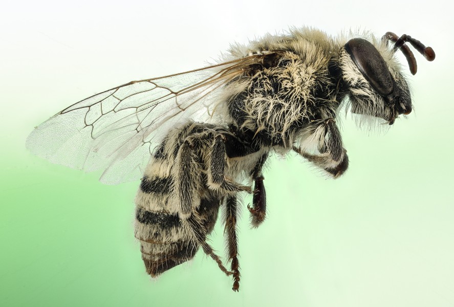 Colletes phaceliae, f, side, colorful green, Pennington Co, SD 2016-02-02-12.32 (24156368304)