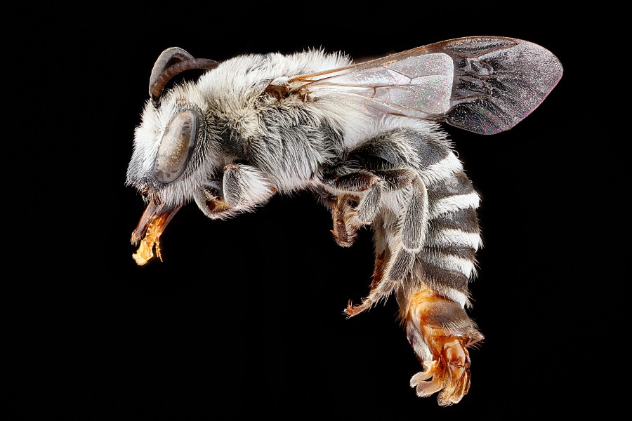 Colletes willistoni